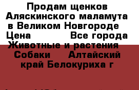 Продам щенков Аляскинского маламута в Великом Новгороде › Цена ­ 5 000 - Все города Животные и растения » Собаки   . Алтайский край,Белокуриха г.